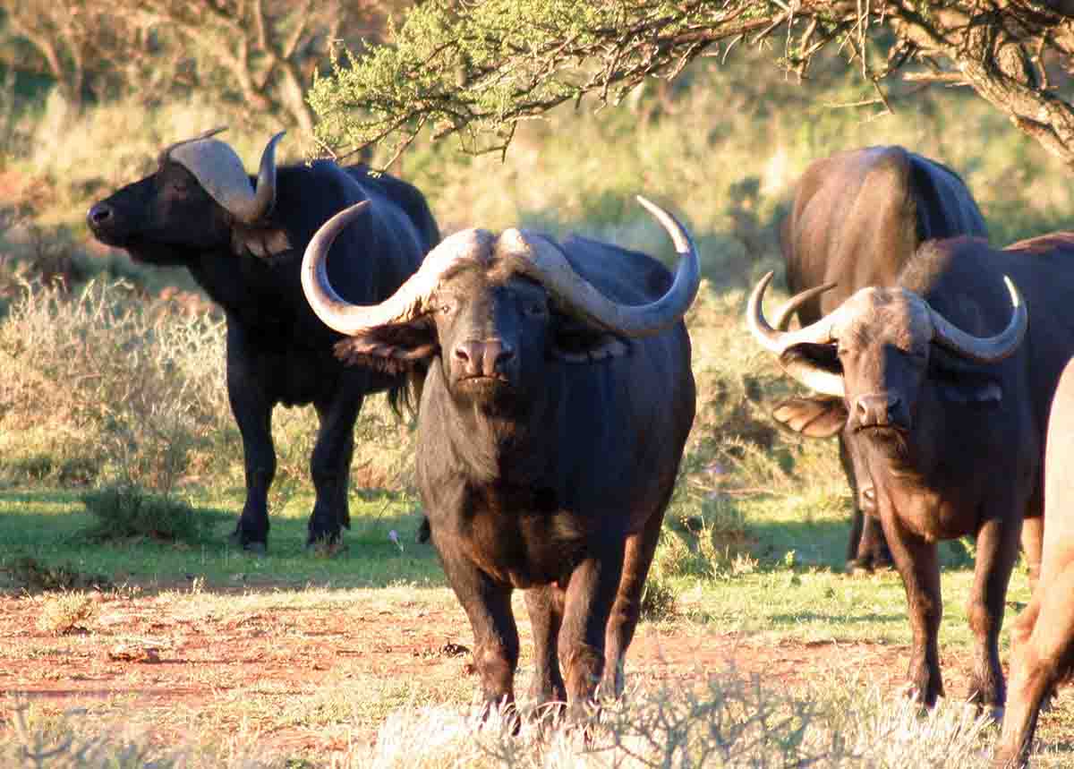 Contrary to popular belief, the .375 H&H is not the legal minimum in all of Africa for Cape buffalo. In fact, some professional hunters believe the .338 Winchester works just as well or better for many clients because the lighter recoil promotes better shot placement.